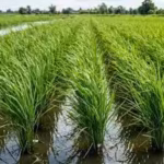 scientists-turned-rice-plants-into-tiny-power-sources-the-system-also-cut-methane-emissions-from-pad.avif