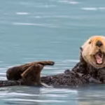sea-otters-returned-to-californias-elkhorn-slough-in-1984-when-pollution-had-severely-affected-its-e.avif