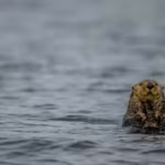 sea-otters-were-successfully-reintroduced-in-canada-after-their-extinction-due-to-fur-trade-protecti.avif
