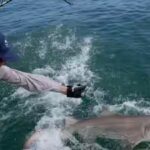 sharks-off-nys-hamptons-image-credit-the-associated-press.jpg