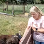 sheri-schiess-and-her-late-husband-boyd-worked-for-14-years-to-preserve-their-255-acre-farm-in-nible.avif