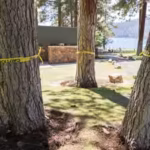 someone-has-been-secretly-poisoning-lake-tahoe-trees-since-2022-as-28-are-already-targeted-now-commu.avif