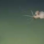 squid.jpg