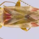 swiftiephylus-taylorae.jpg