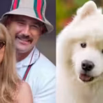 taylor-swift-and-travis-kelces-adorable-samoyed-has-more-than-just-a-cute-smile-the-fascinating-evol.avif