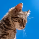 the-biggest-mystery-is-how-many-tilcayo-cats-are-actually-living-in-the-wild-researchers-currently-c.avif