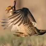 the-birds-live-in-the-sand-sagebrush-ecoregion-which-stretches-across-southeastern-colorado-southwes.avif