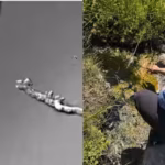 the-discovery-also-has-implications-far-beyond-lassen-volcanic-national-park-astrobiologists-study-e.avif