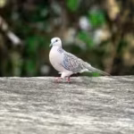 the-european-turtle-dove-population-in-the-united-kingdom-had-fallen-to-just-2-percent-of-its-peak-p.avif