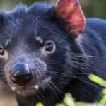 the-facial-tumour-had-severely-affected-devil-populations-in-many-parts-of-tasmania.jpg