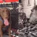 the-los-angeles-county-fire-departments-search-and-rescue-k-9-has-already-proven-himself-a-valuable.avif