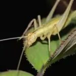 the-research-focused-on-nine-extinct-insect-species-related-to-modern-crickets-and-katydids.jpg