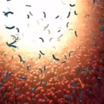the-study-published-in-nature-could-also-change-how-scientists-identify-links-between-gut-bacteria-a.avif