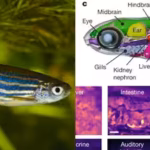 the-system-is-called-wholistic-short-form-for-whole-organism-live-imaging-system-for-recording-tissu.avif