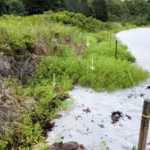 the-wider-project-also-examined-how-woody-debris-could-be-used-in-different-coastal-settings-at-pema.avif