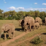 this-behaviour-has-often-been-described-as-elephants-visiting-a-grave-or-mourning-their-dead-but-sci.avif