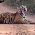 tiger-naps-in-middle-of-ranthambore-road-as-safari-jeeps-wait-foreign-tourist-calls-it-classic-india.avif