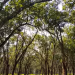 to-study-proprioception-alone-the-researchers-had-to-remove-other-cues-that-normally-affect-a-trees.avif
