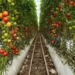 tomato.jpg