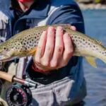 trout.jpg