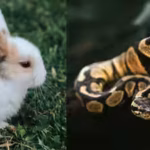 university-of-florida-researchers-are-using-high-tech-decoy-rabbits-that-mimic-prey-signals-to-lure.avif