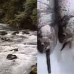 view-of-the-ohanapecosh-river-and-predated-northwestern-salamanders-ambrystoma-gracile-eaten-by-intr.avif