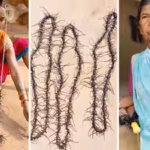 villagers-separate-and-collect-the-heads-of-sal-borer-insects-after-catching-them-in-the-forest-phot.avif