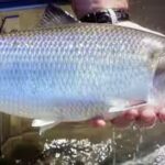 virginia-removed-a-dam-that-had-blocked-migrating-fish-for-over-70-years-image-credit-fwsgov.jpg
