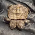 volunteers-at-a-protected-cape-cod-nesting-site-found-a-rare-diamondback-terrapin-hatchling-with-two.avif