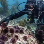 volunteers-removed-nearly-100000-sea-urchins-in-norway-the-underwater-deserts-are-now-turning-into-f.avif