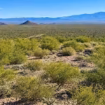 volunteers-spent-16-years-restoring-a-damaged-arizona-desert-133-native-plant-species-now-thrive-whe.avif