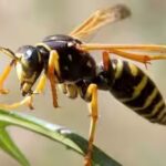 wasps.jpg