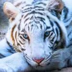 white-tiger.jpg