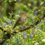 why-do-some-birdsongs-sound-better-than-others-study-reveals-the-answer.jpg
