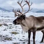 why-reindeer-eyes-turn-deep-blue-in-winter-and-how-it-helps-them-see-in-arctic-twilight.jpg