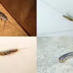 why-silverfish-suddenly-appear-in-bathrooms-and-wardrobes.jpg