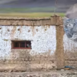 worlds-grumpiest-cat-moved-into-a-ladakh-couples-home-with-3-kittens-family-gave-up-their-house-so-s.avif
