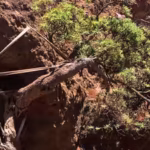 worlds-last-known-wild-chilean-tree-daisy-gets-a-lifeline-as-conservationists-use-ropes-to-support-i.avif