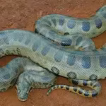a-100-kg-green-anaconda-can-almost-vanish-in-the-amazon-scientists-found-giant-snakes-hiding-under-l.avif
