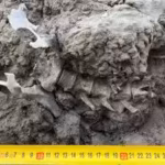 a-1000-year-old-dingo-was-deliberately-buried-by-indigenous-australians-archaeologists-found-people.avif