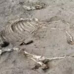 a-3000-year-old-horse-has-been-discovered-buried-inside-an-ancient-egyptian-fortress.jpg