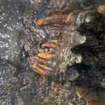 a-california-geologist-spotted-a-strange-object-sticking-out-of-a-creek-a-google-reverse-image-searc.avif