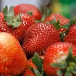 a-fabric-developed-from-military-clothing-research-was-placed-over-strawberry-plants-field-tests-pro.avif