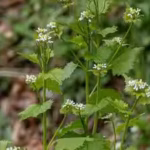 a-plant-brought-to-america-for-food-and-medicinal-use-in-the-1860s-became-a-woodland-invader-garlic.avif