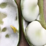 a-somerset-family-has-grown-the-same-broad-bean-since-1875-150-years-later-the-heirloom-has-entered.avif