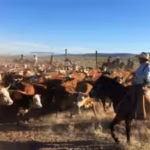 a-texas-family-spent-nearly-eight-years-fighting-over-the-65000-acre-brite-ranch-worth-at-least-60-m.avif