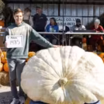 abbate-said-he-spent-several-hours-each-day-looking-after-the-plant-giant-pumpkins-british-columbia.avif