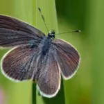 after-40-years-of-wheat-farming-a-330-acre-stretch-of-land-in-england-was-turned-into-a-wildlife-hav.avif