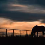 after-65-years-of-family-ranching-florida-approved-a-129-million-easement-to-permanently-protect-561.avif