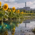 after-the-chernobyl-nuclear-disaster-scientists-planted-sunflowers-to-pull-radioactive-material-from.avif